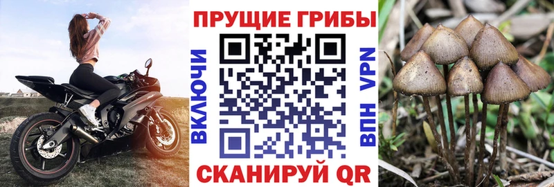 Псилоцибиновые грибы MAGIC MUSHROOMS  Купить закладки  Всеволожск 